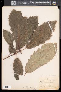 Quercus montana image