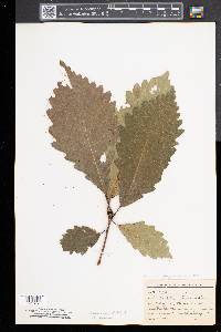 Quercus montana image