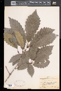 Quercus montana image