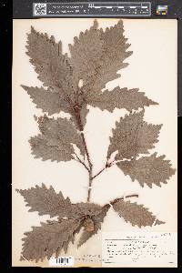 Quercus montana image