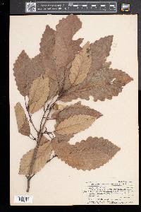 Quercus montana image