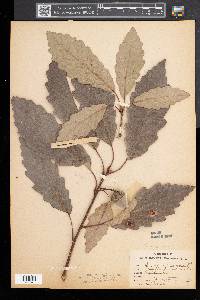 Quercus montana image