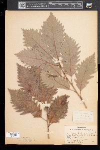 Quercus montana image