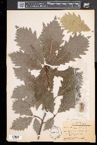 Quercus montana image