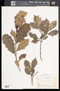Quercus prinoides image