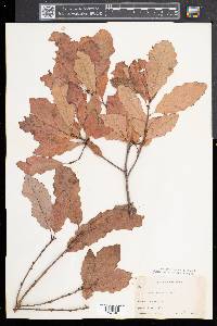 Quercus prinoides image