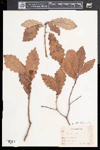 Quercus prinoides image