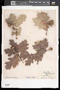 Quercus robur image