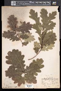 Quercus robur image