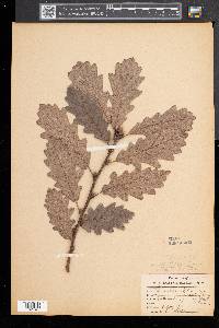 Quercus robur image