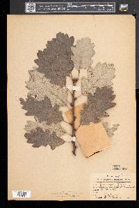 Quercus robur image