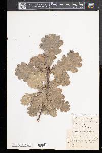 Quercus robur image