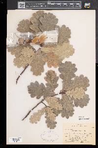 Quercus robur image