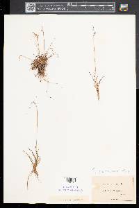 Carex capillaris image