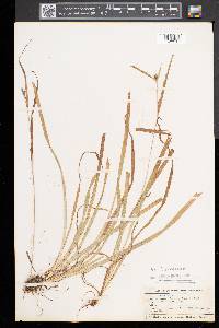 Carex grisea image