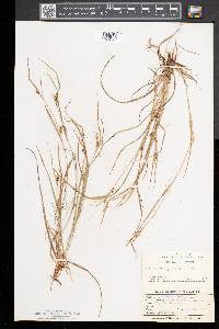 Carex oligocarpa image