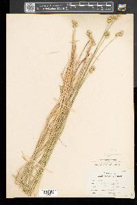 Carex cristatella image