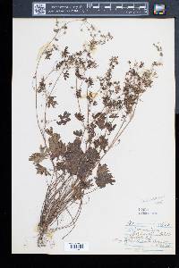 Geranium bicknellii image