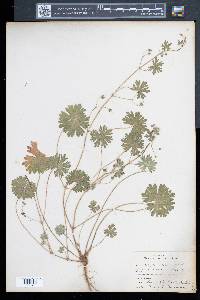 Geranium molle image