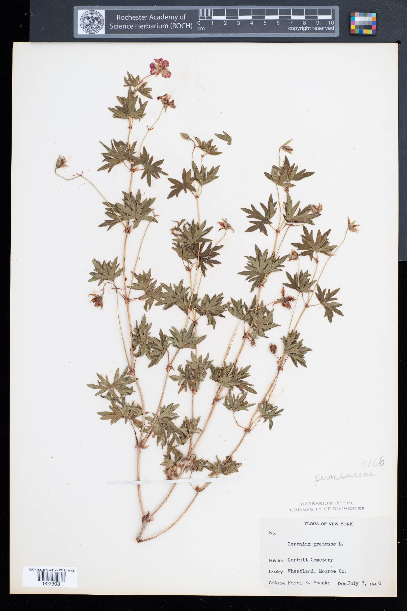 Geranium pratense image