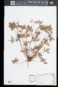 Geranium robertianum image