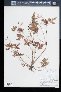 Geranium robertianum image