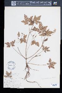 Geranium robertianum image