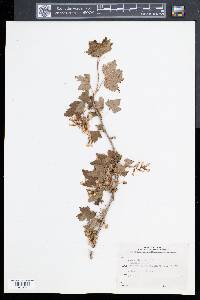 Ribes americanum image