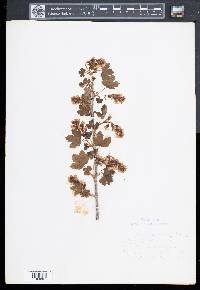 Ribes americanum image