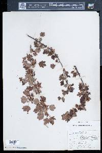 Ribes oxyacanthoides image