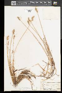 Carex festucacea image