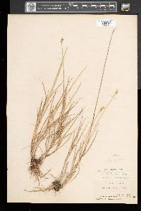 Carex festucacea image