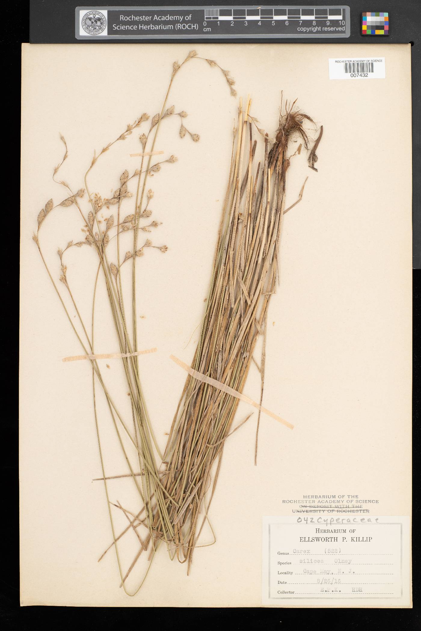 Carex silicea image