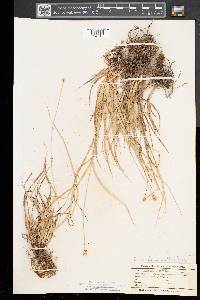 Carex leavenworthii image