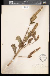 Agastache nepetoides image