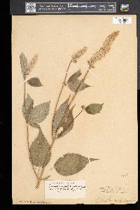 Agastache nepetoides image