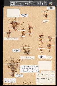 Cyperus squarrosus image