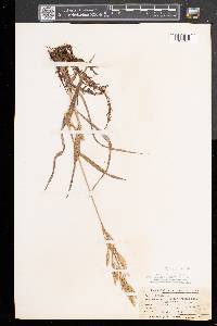 Bromus erectus image