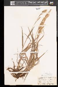 Bromus erectus image