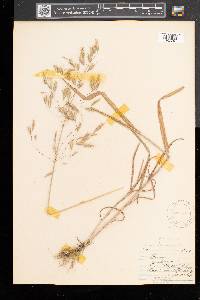 Bromus secalinus image