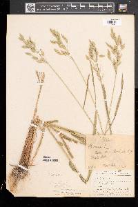 Bromus secalinus image