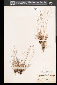 Agrostis mertensii image