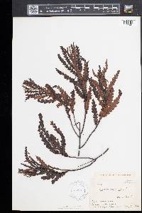 Comptonia peregrina image