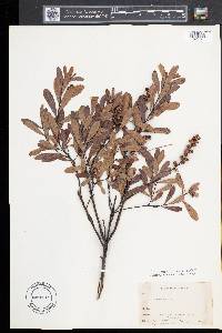 Myrica gale image