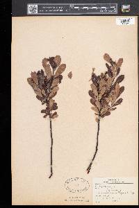 Myrica gale image