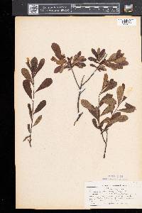 Myrica gale image