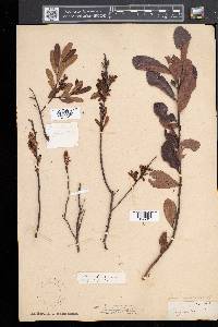 Myrica gale image