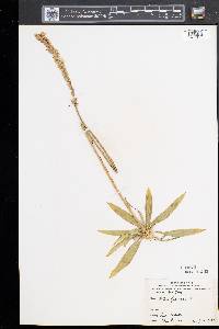 Aletris farinosa image