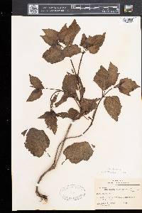Mirabilis nyctaginea image