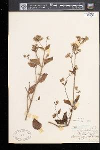 Mirabilis nyctaginea image